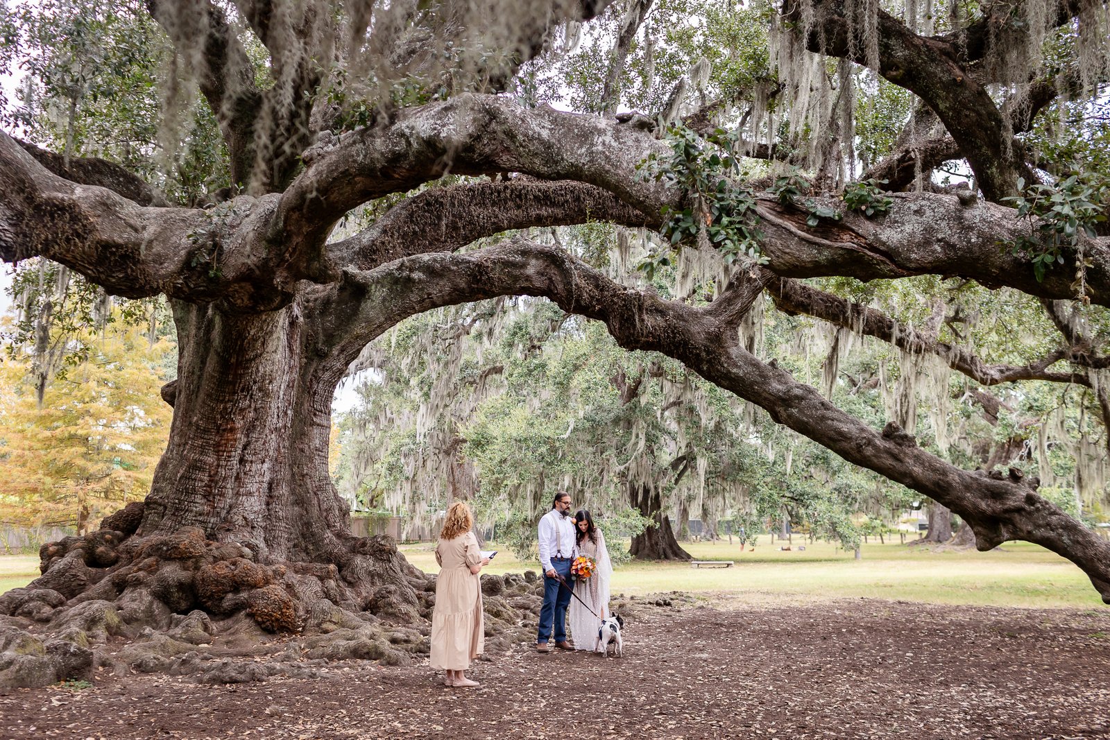 new orleans elopement photographer capturing couple beneath city park tree of life