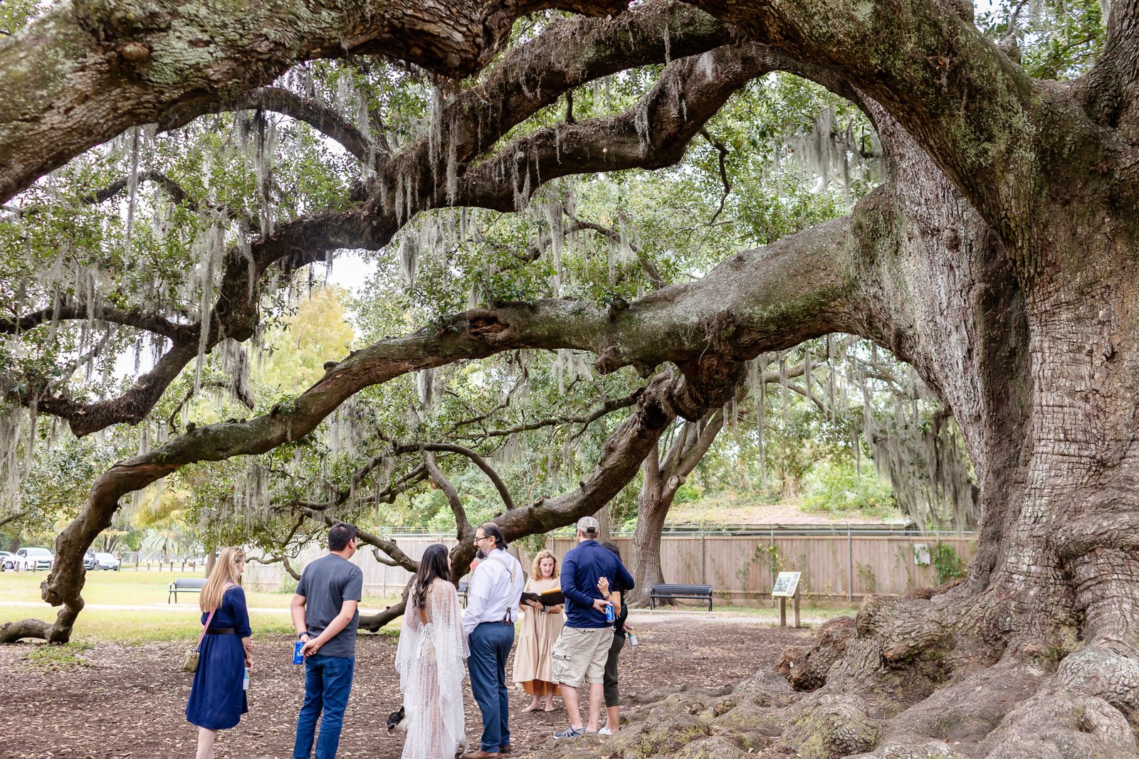 Couple with friends framed by oak limbs at the Tree of Life